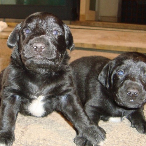 A.D.A. Arco | cinque cuccioli adottati