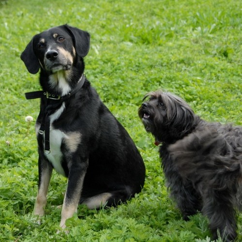 A.D.A. Arco - Foto cani - cuccioli