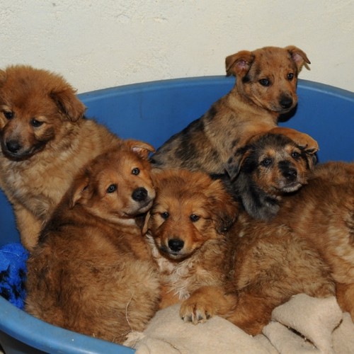 A.D.A. Arco - Foto cani - cuccioli
