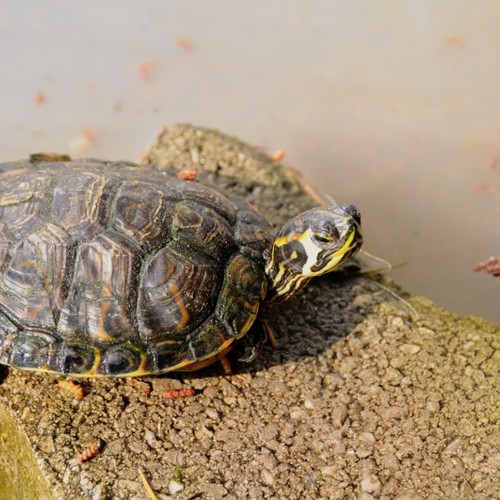 A.D.A. Arco - altri animali - tartarughe